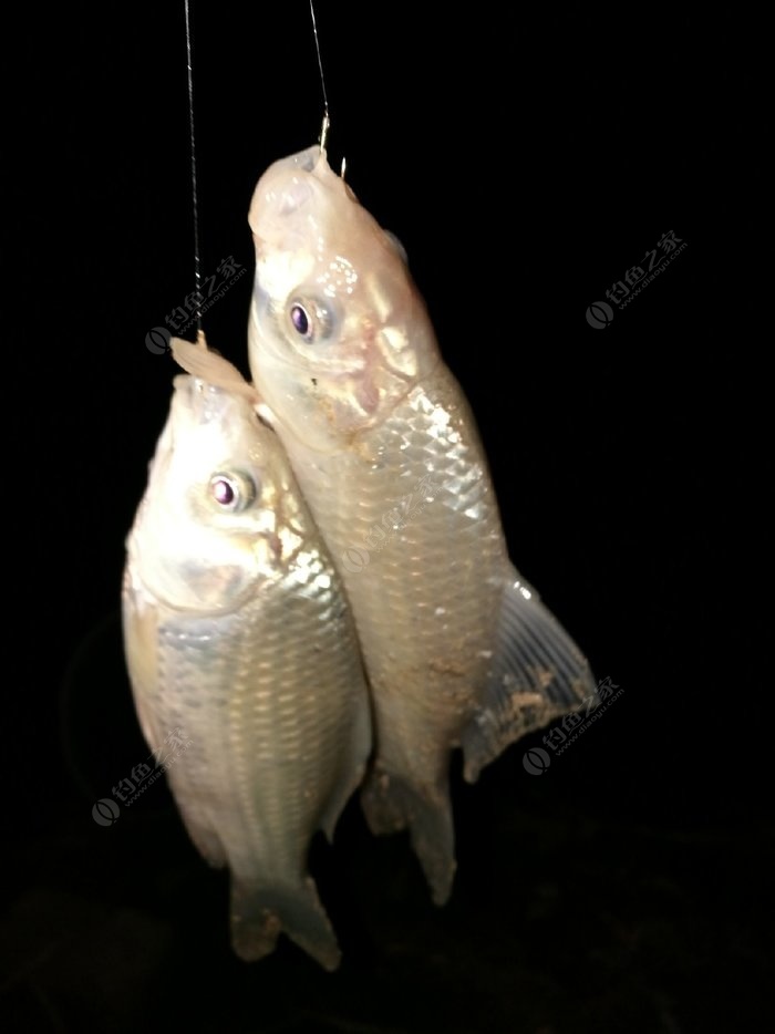 鯉魚ace_鯉魚鄉嗯啊_鯉魚