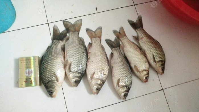 鯉魚鄉嗯啊_鯉魚_鯉魚ace