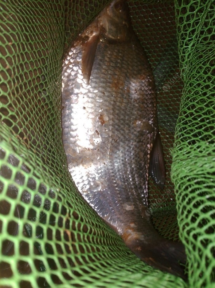 釣魚餌料_釣魚餌料配方大全_釣魚餌料什么最好