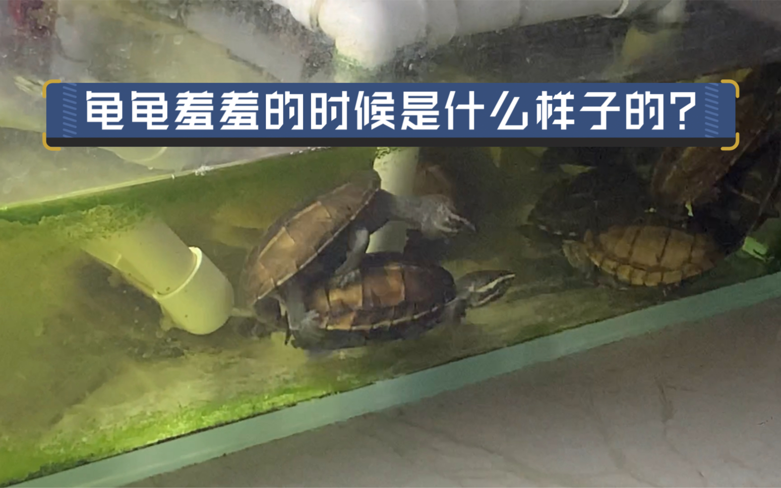 黃額閉殼龜苗_黃額閉殼龜_黃額閉殼龜為什么容易死