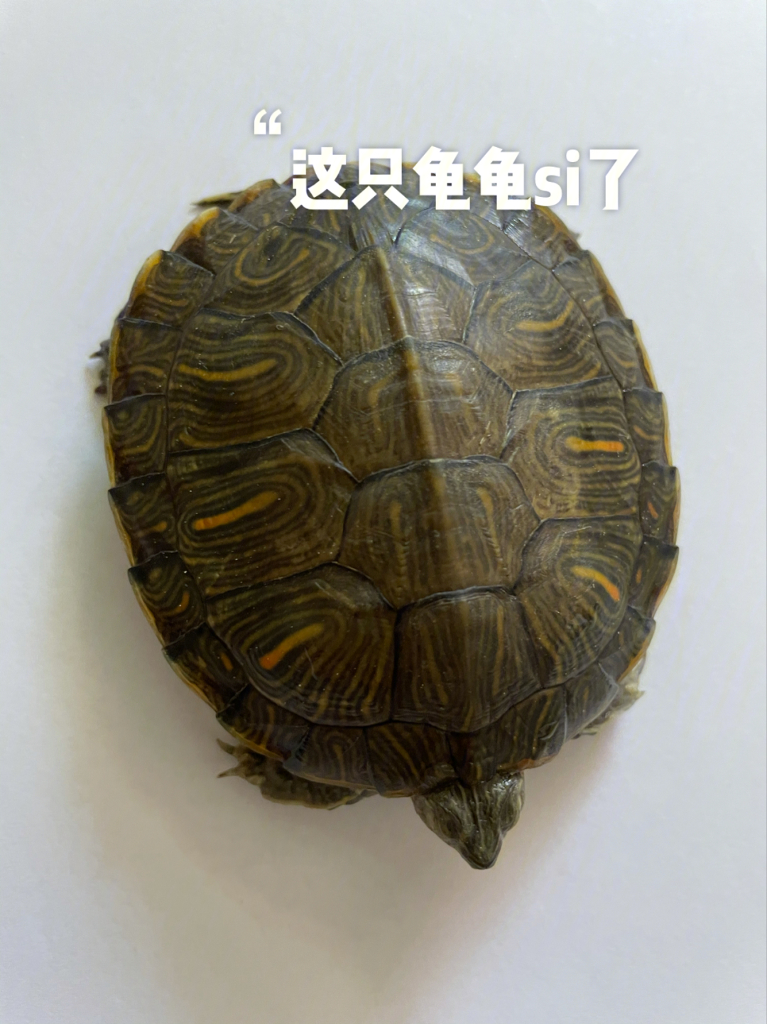 黃額閉殼龜難養嗎_黃額閉殼龜繁殖技術_黃額閉殼龜