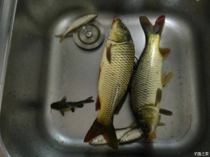 草魚什么時候開口吃食_草魚吃起來有嚼勁為什么_草魚吃口是什么樣子