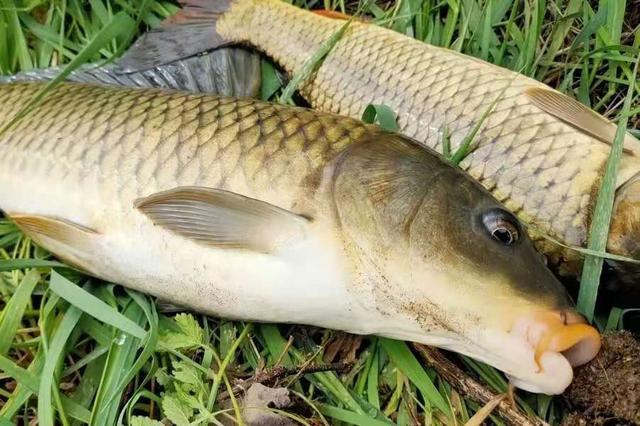 草魚吃起來有嚼勁為什么_草魚吃口是什么樣子_草魚什么時候開口吃食