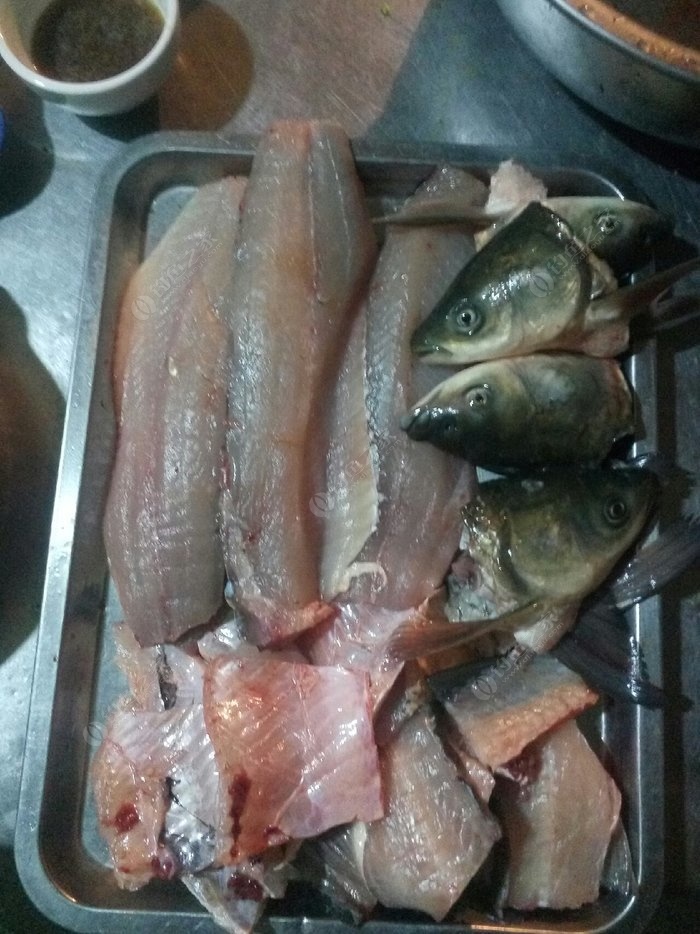 夜鱗鯛魚需要多少釣魚等級_夜鱗鯛魚群_夜鱗鯛魚