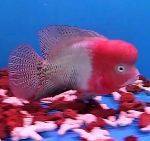 金花羅漢魚圖片大全大圖_金花羅漢魚圖片欣賞大全_金花羅漢魚圖片
