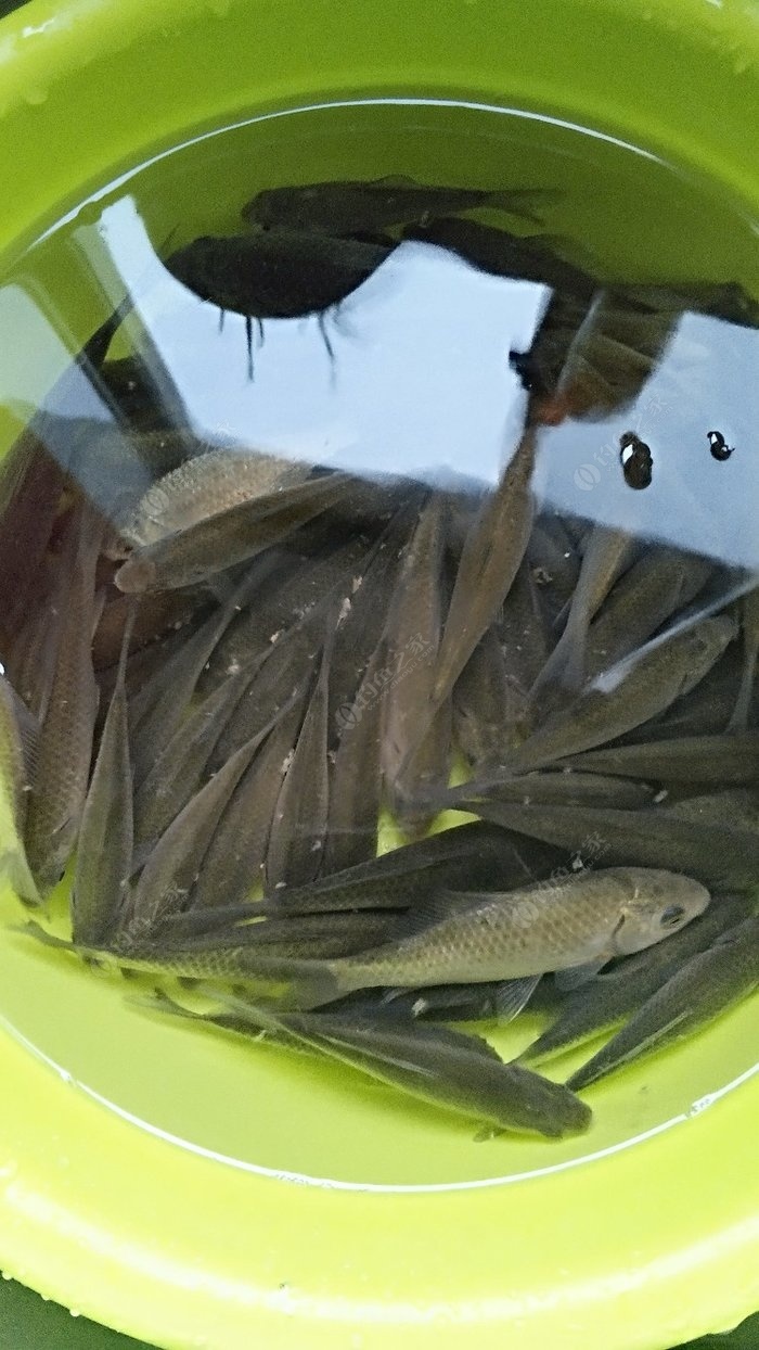 小浪底釣魚視頻_小浪底釣位_小浪底釣魚
