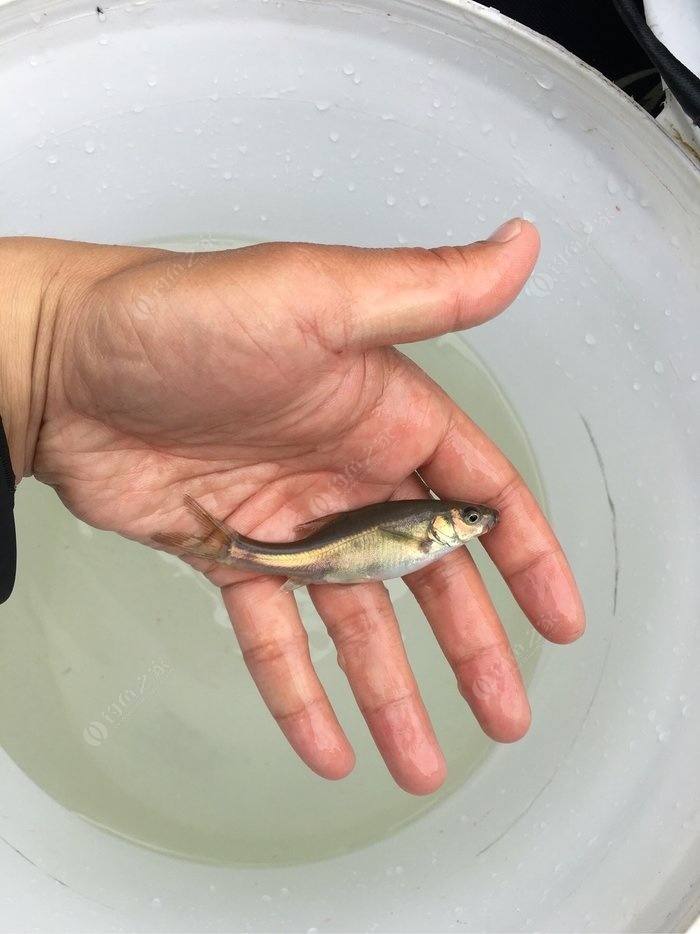 小浪底釣位_小浪底釣魚_小浪底釣魚視頻