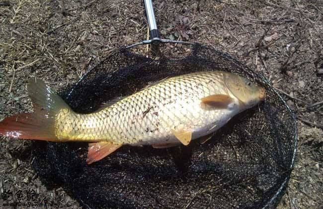 魚塘釣魚技巧_釣魚魚塘技巧視頻_釣魚魚塘技巧圖解