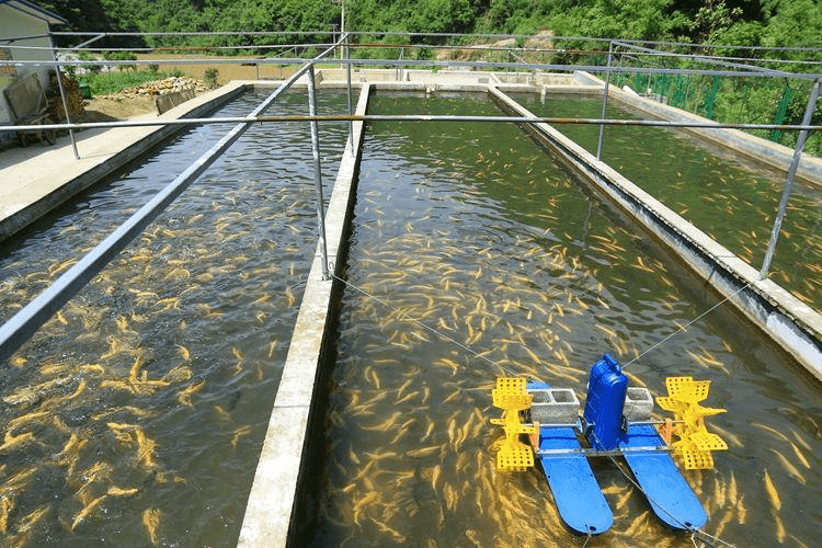 養殖魚塘圖片_魚塘養殖_養殖魚塘魚不開口怎么辦