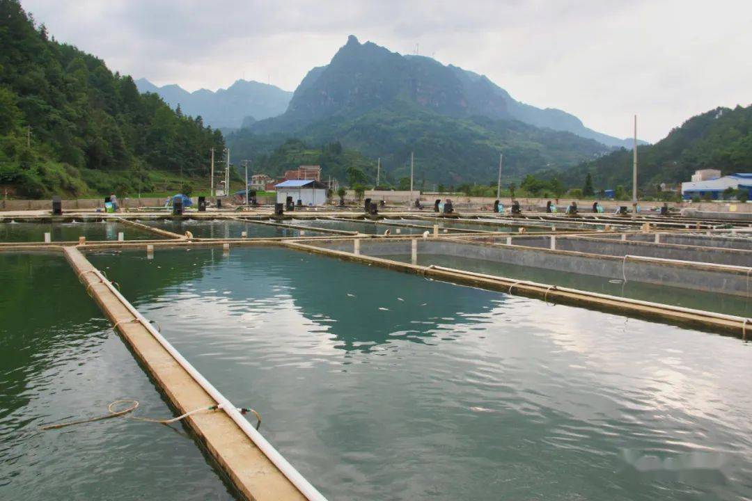 養殖魚塘魚不開口怎么辦_養殖魚塘圖片_魚塘養殖