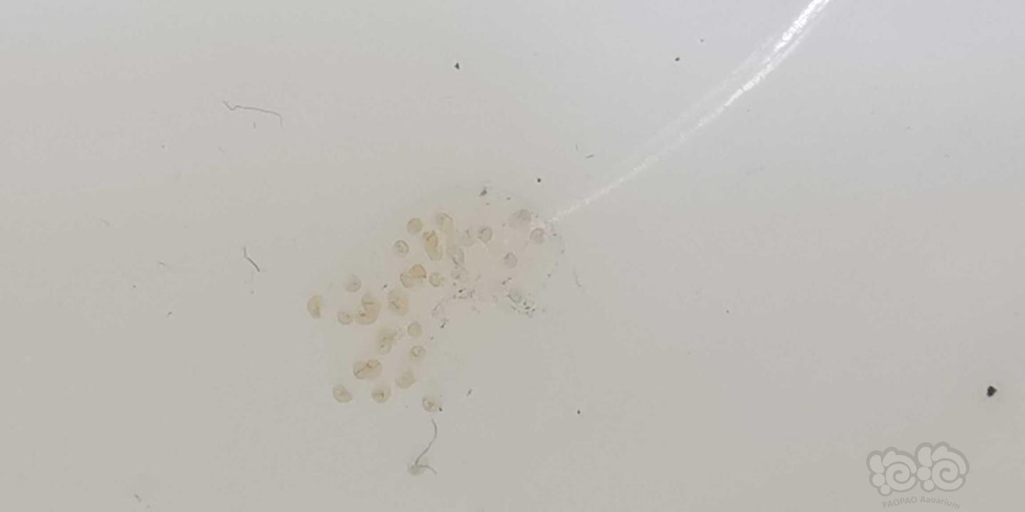 卵胎生的魚_卵胎生魚什么時候生寶寶_卵胎生魚