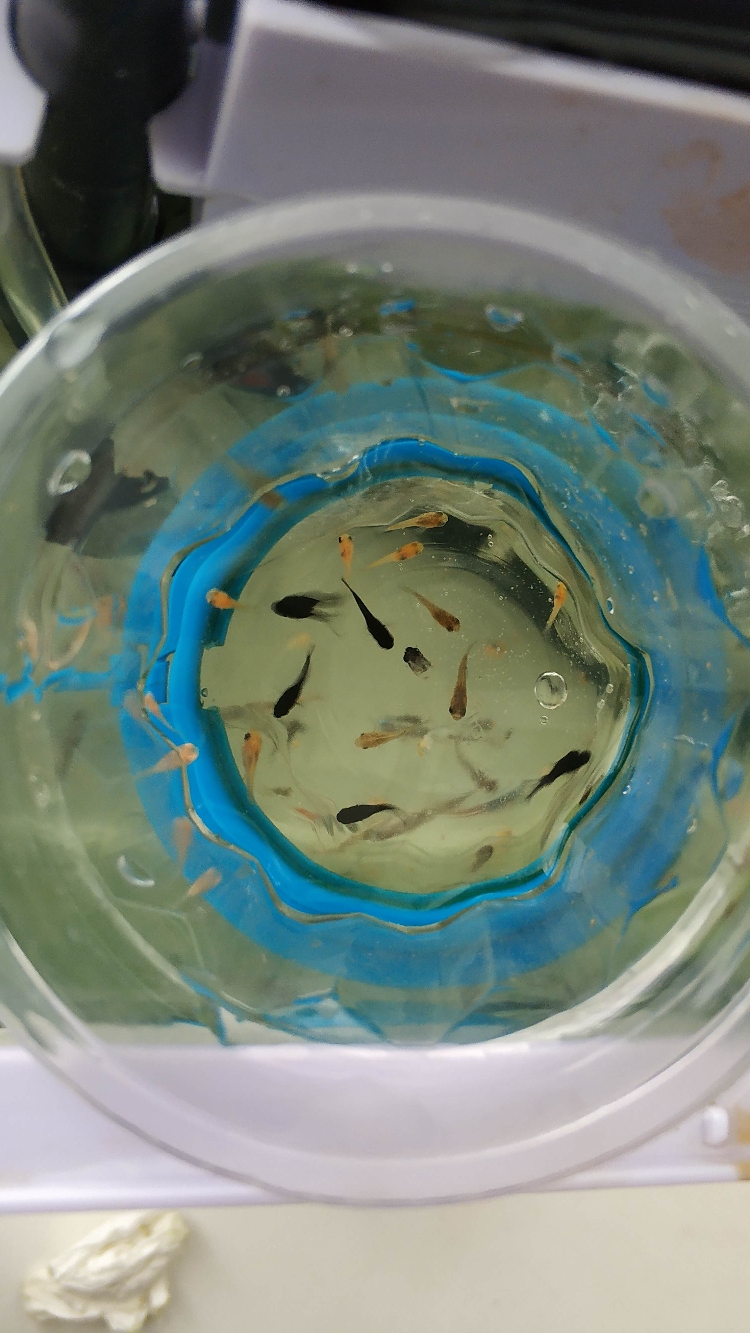卵胎生魚什么時候生寶寶_卵胎生魚的種類_卵胎生魚