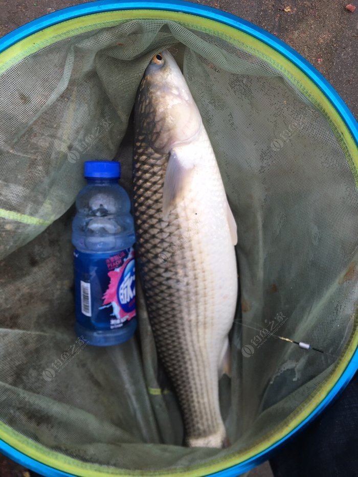 釣魚秋季餌料_釣魚秋季用什么魚餌最好_秋季釣魚