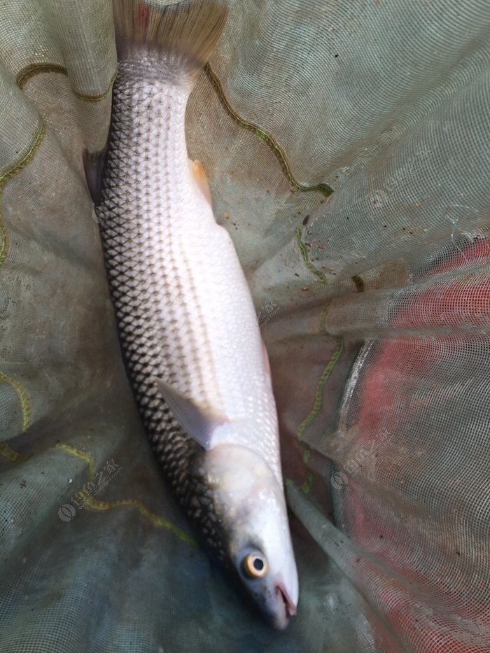 釣魚秋季餌料_秋季釣魚_釣魚秋季用什么魚餌最好
