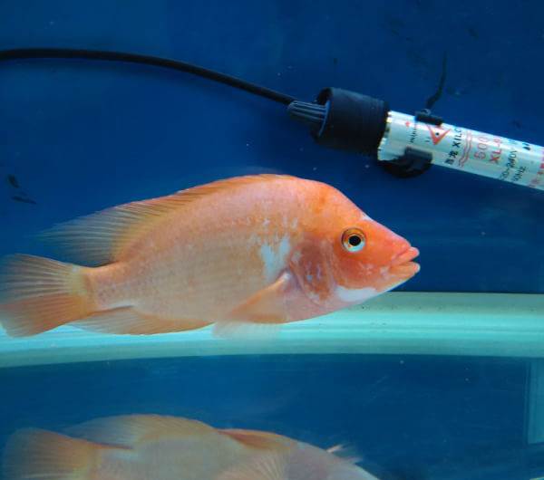 繁殖鸚鵡魚公式_鸚鵡魚繁殖_繁殖鸚鵡魚掙錢嗎