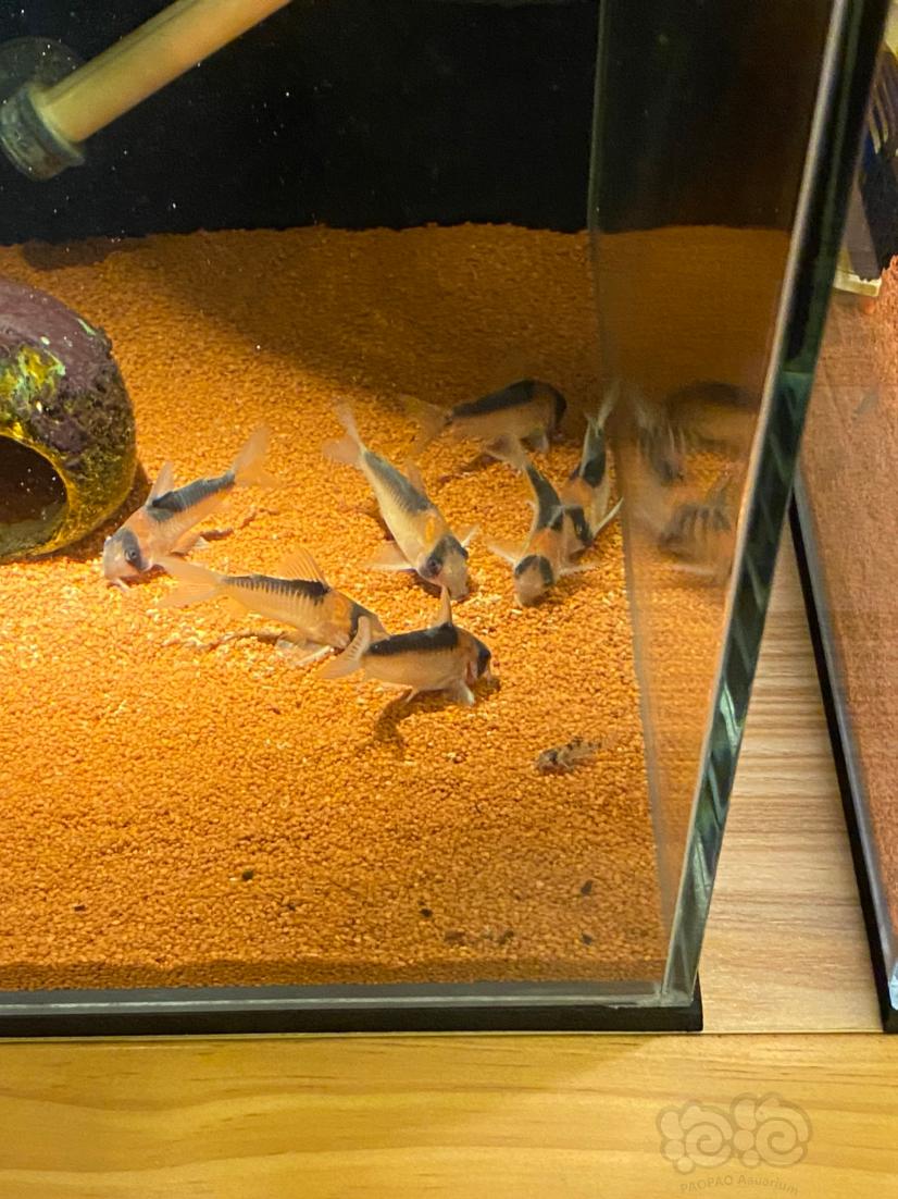 繁殖鸚鵡魚公式_鸚鵡魚繁育_鸚鵡魚繁殖