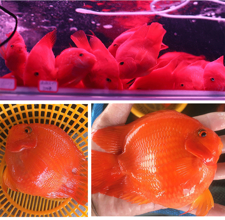 紅元寶鸚鵡魚_元寶紅鸚鵡魚圖片_元寶紅鸚鵡魚怎么養