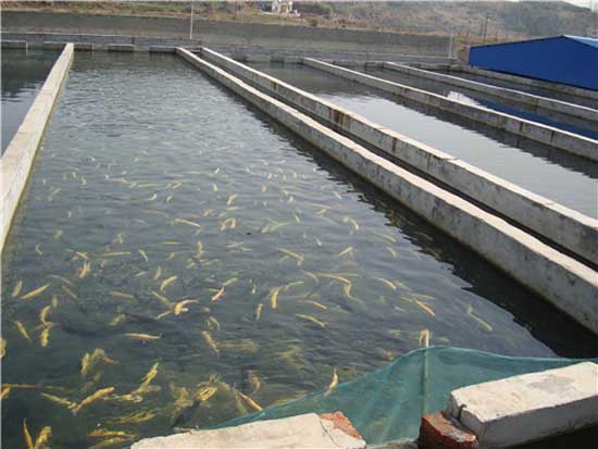 養殖草魚的成本及利潤_草魚養殖_養殖草魚一年能長多少斤