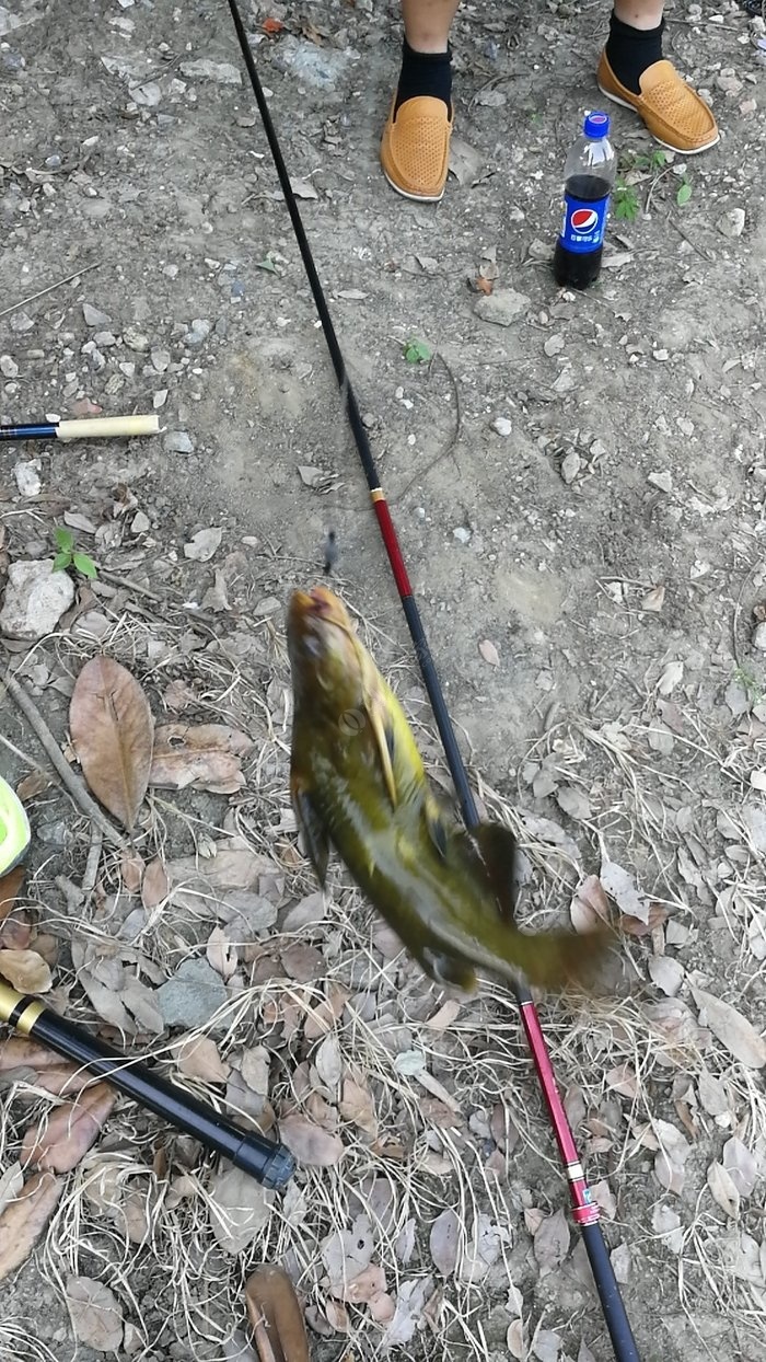 黃顙釣法_釣黃顙魚_野釣黃顙魚