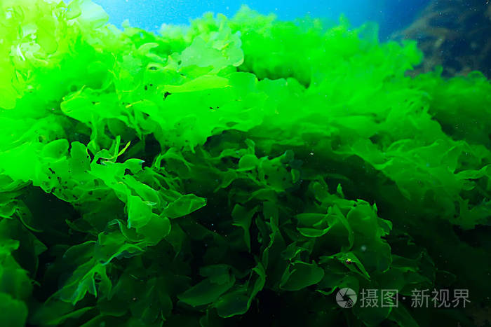 海里植物的生存本領有哪些_海里植物圖片和名稱_海里的植物