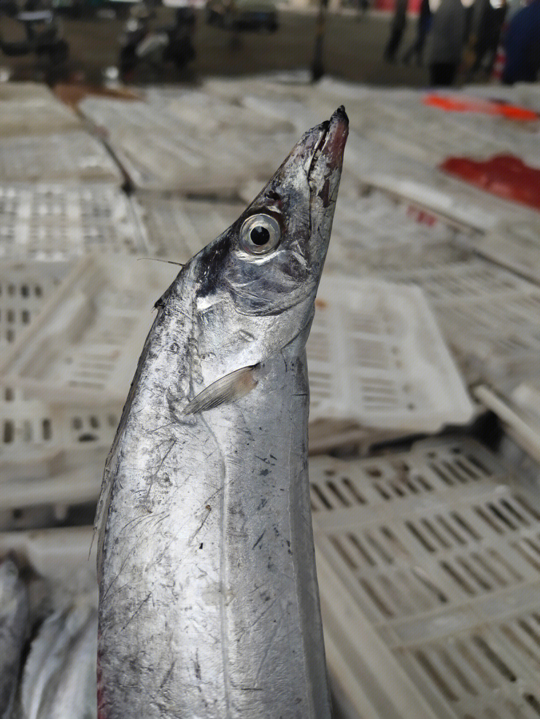 進口帶魚價格_東海帶魚價格_帶魚價格