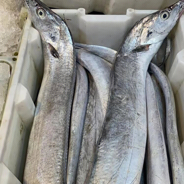 進口帶魚價格_東海帶魚價格_帶魚價格