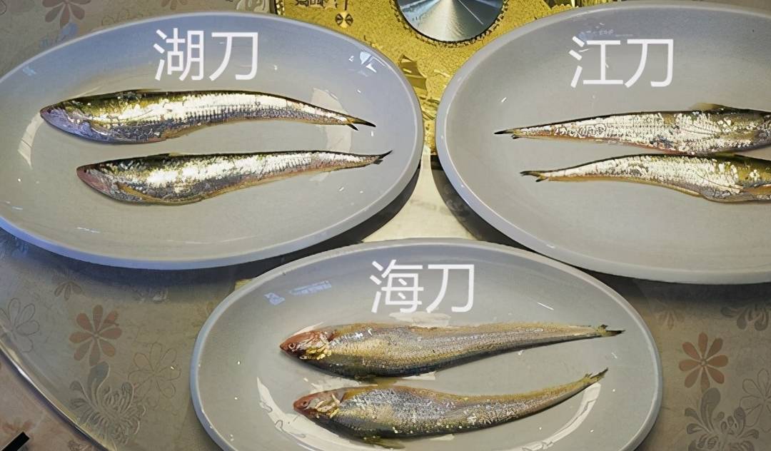 刀魚價格多少錢一斤_刀魚的價錢_刀魚現在的價格