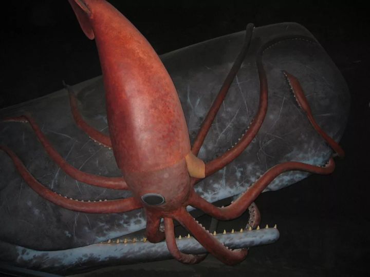 大王酸漿魷vs巨型魷魚_大王酸漿魷介紹作文_大王酸漿魷