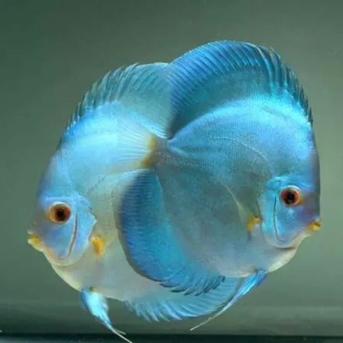 七彩神仙_神仙七彩魚好不好養_神仙七彩魚圖片