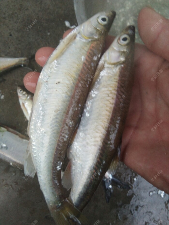 魚生活特點_魚生活條件_魚的生活習性