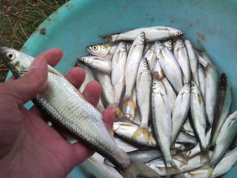 魚生活特點_魚生活條件_魚的生活習性