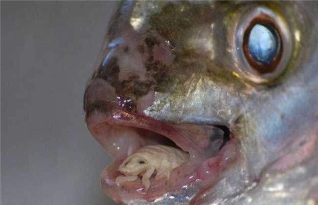 七彩神仙_神仙七彩魚好不好養_神仙七彩魚圖片