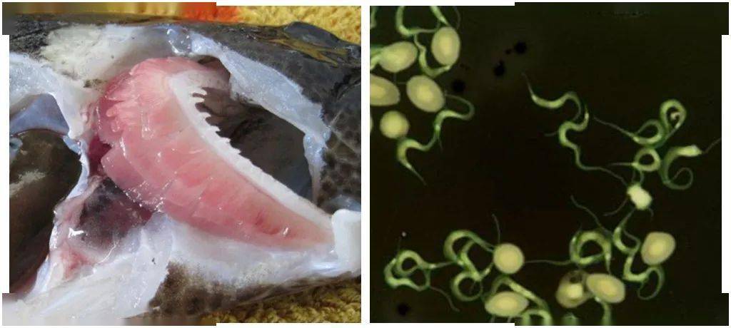 神仙七彩魚好不好養_七彩神仙_神仙七彩魚圖片