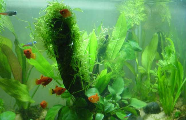 魚的生活習性_魚生活條件_各種魚的生活特點