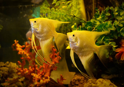 七彩神仙_神仙七彩魚壽命是多少_神仙七彩魚