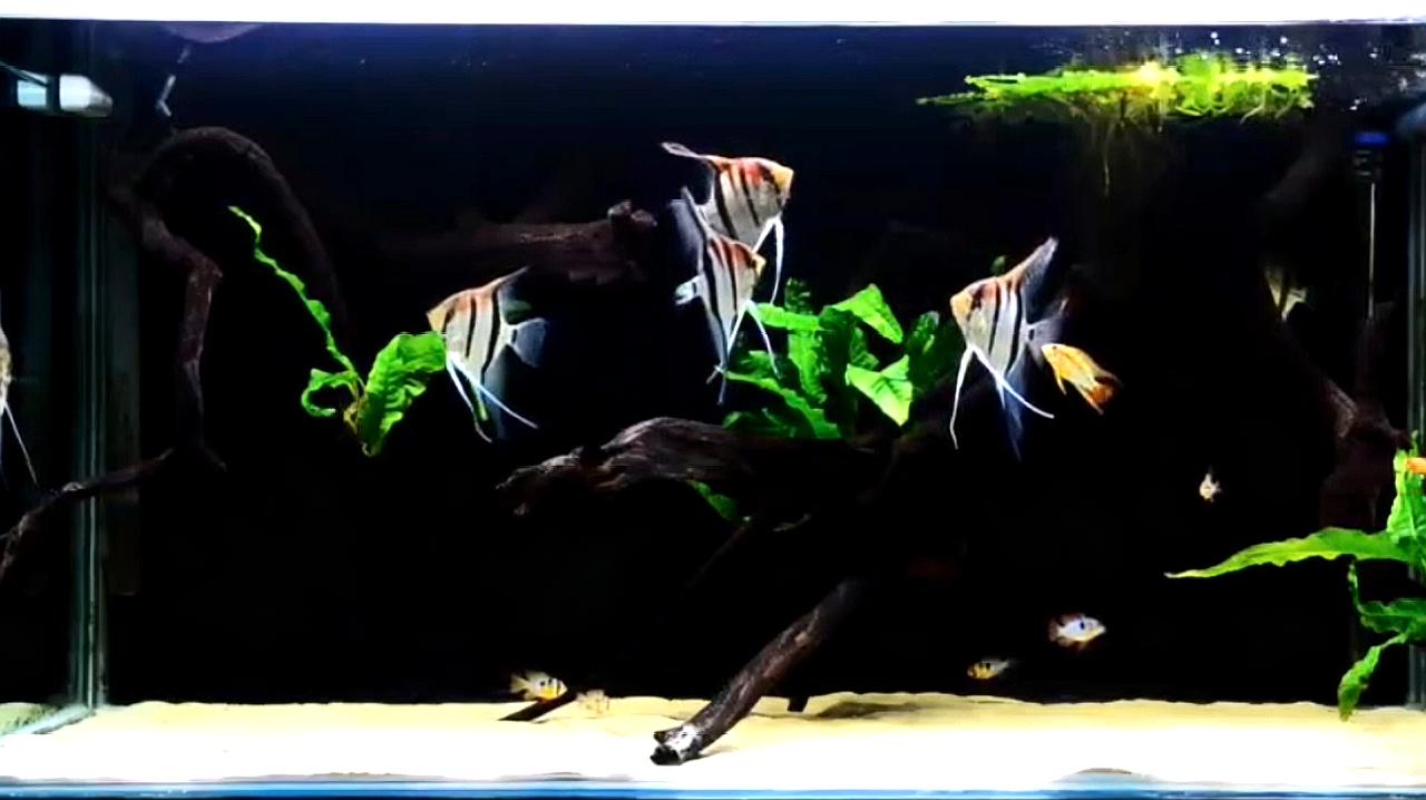 神仙七彩魚壽命是多少_七彩神仙_神仙七彩魚