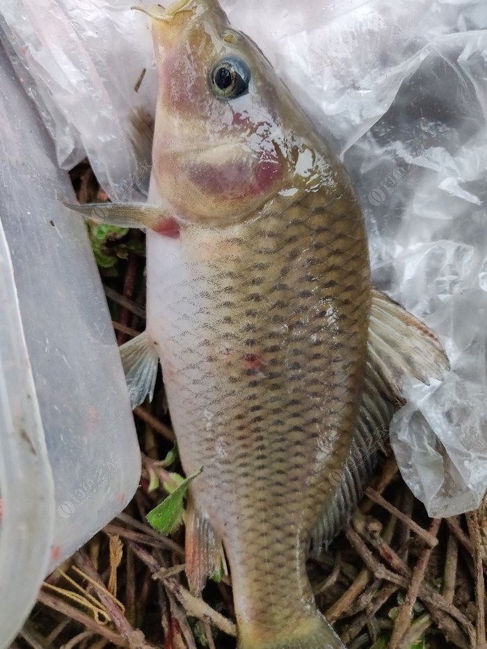 魚的生活條件是怎樣的_各種魚的生活特點_魚的生活習性