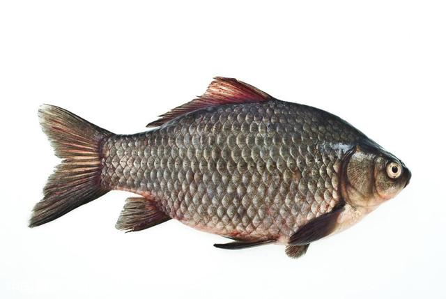 各種魚的生活特點_魚的生活條件是怎樣的_魚的生活習性
