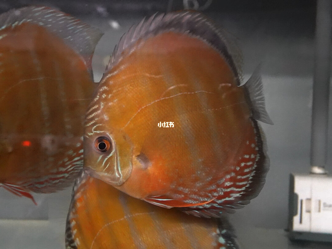 七彩神仙_神仙七彩魚_神仙七彩魚好不好養