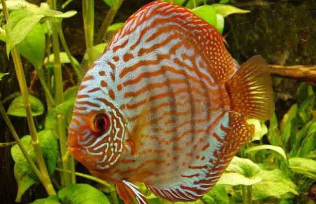神仙七彩魚好不好養_神仙七彩魚_七彩神仙
