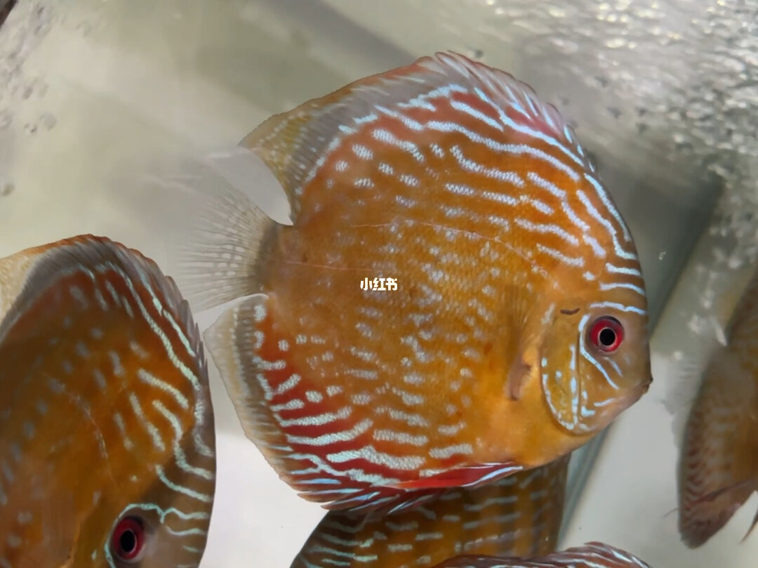 神仙七彩魚_神仙七彩魚好不好養_七彩神仙