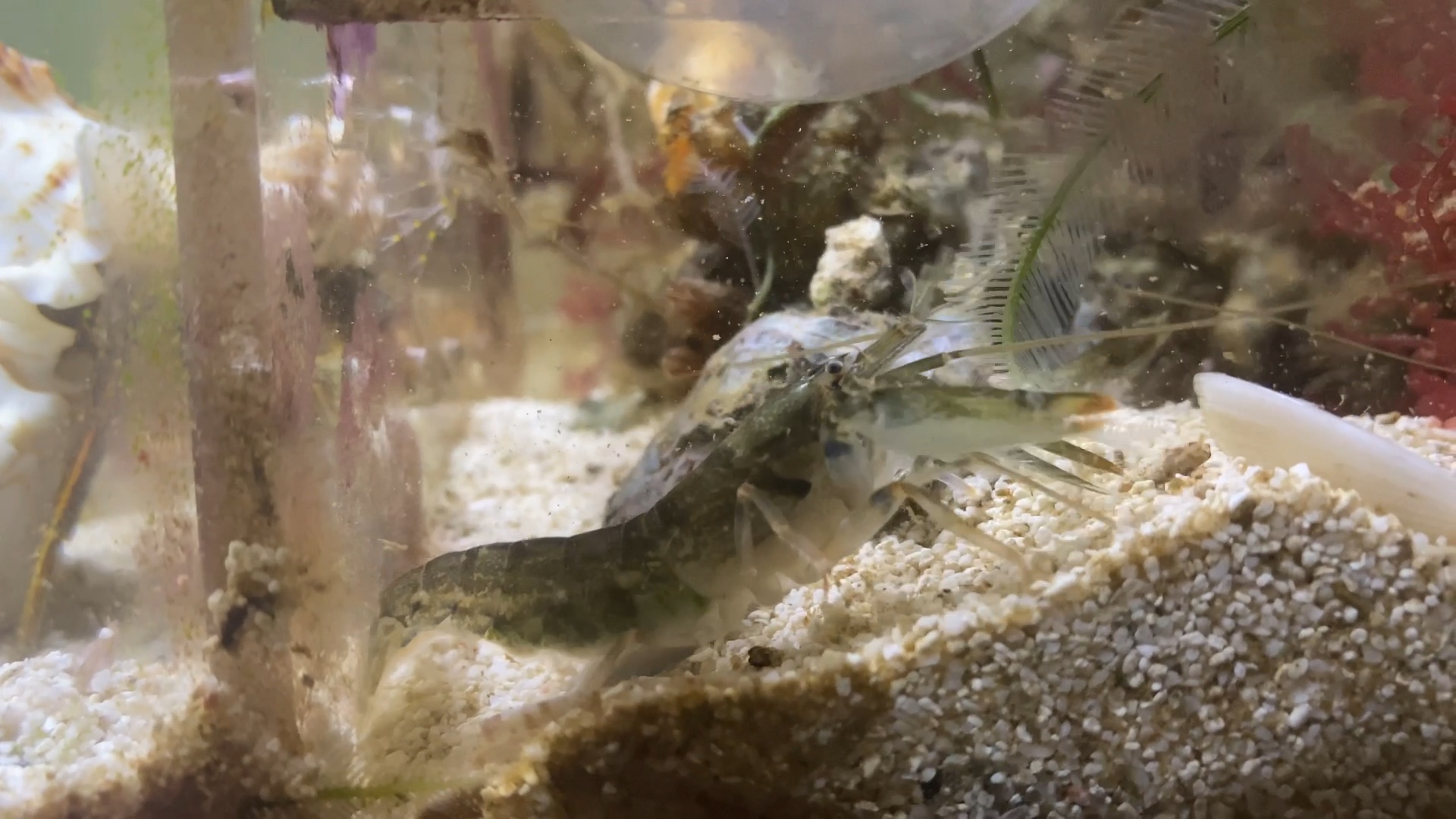 魚的生活習性_各種魚的生活環境_各種魚的生活特點