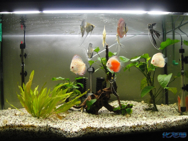 神仙七彩魚圖片_七彩神仙_神仙七彩魚