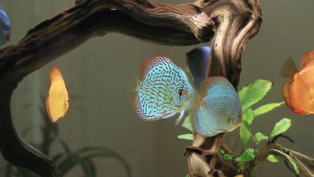 神仙七彩魚圖片_七彩神仙_神仙七彩魚