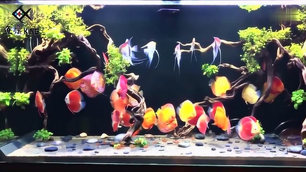 神仙七彩魚圖片_七彩神仙_神仙七彩魚