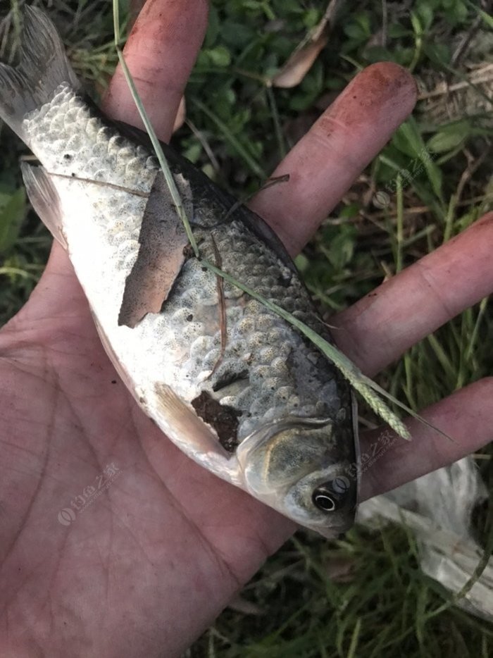 釣魚技巧_釣魚技巧全攻略_釣魚技巧大全視頻教程