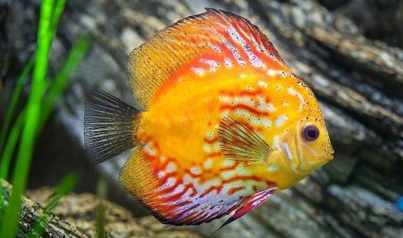 七彩神仙_神仙七彩魚搭配什么魚_神仙七彩魚好不好養