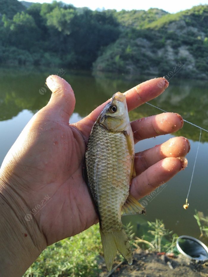 釣魚技巧新手入門_釣魚技巧及方法_釣魚技巧