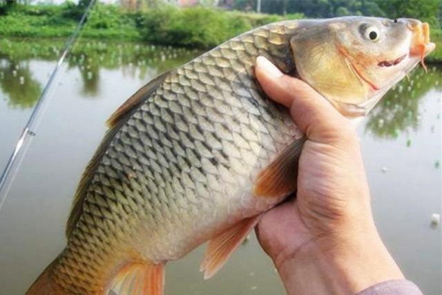 釣魚技巧及方法_釣魚技巧新手入門_釣魚技巧