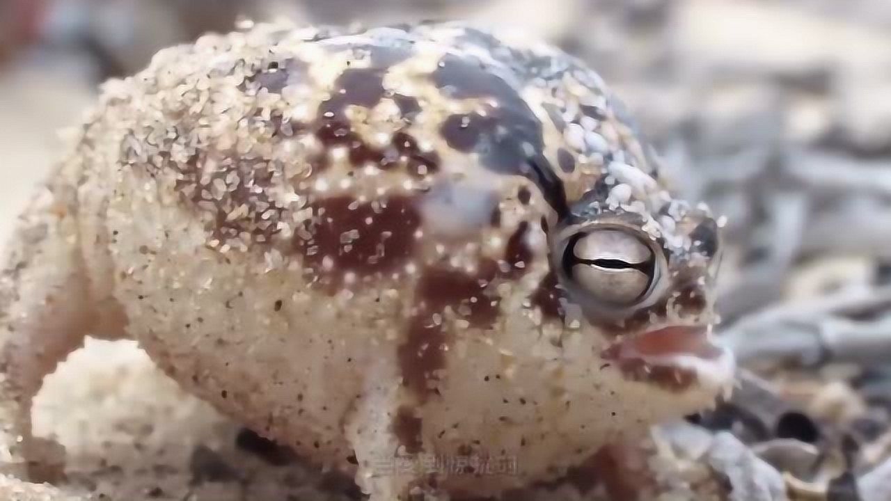 蛙眼守宮_蛙眼守宮怎么養_大航海之路蛙眼守宮